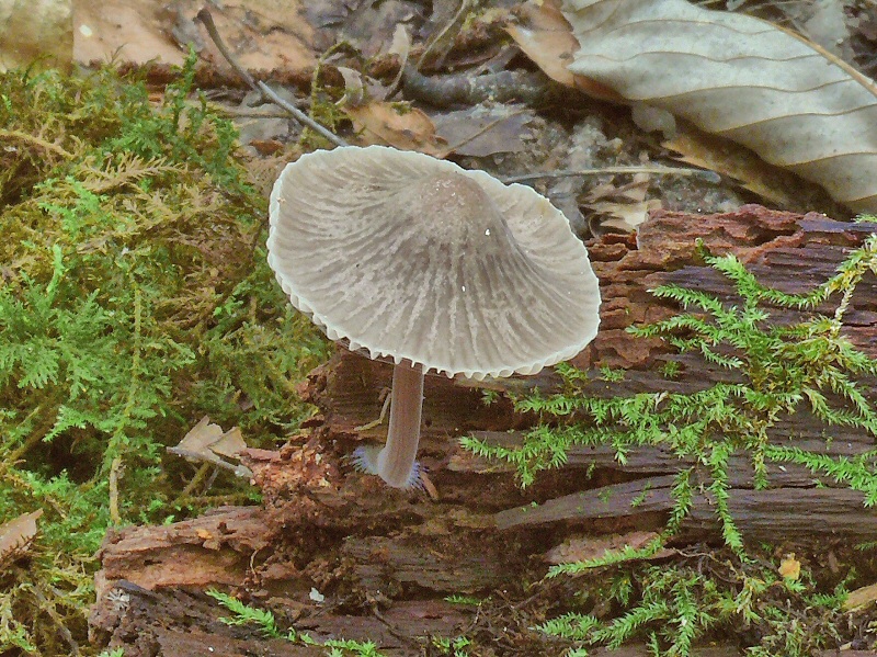 P1130970 MycenaGalericulata cc crp2